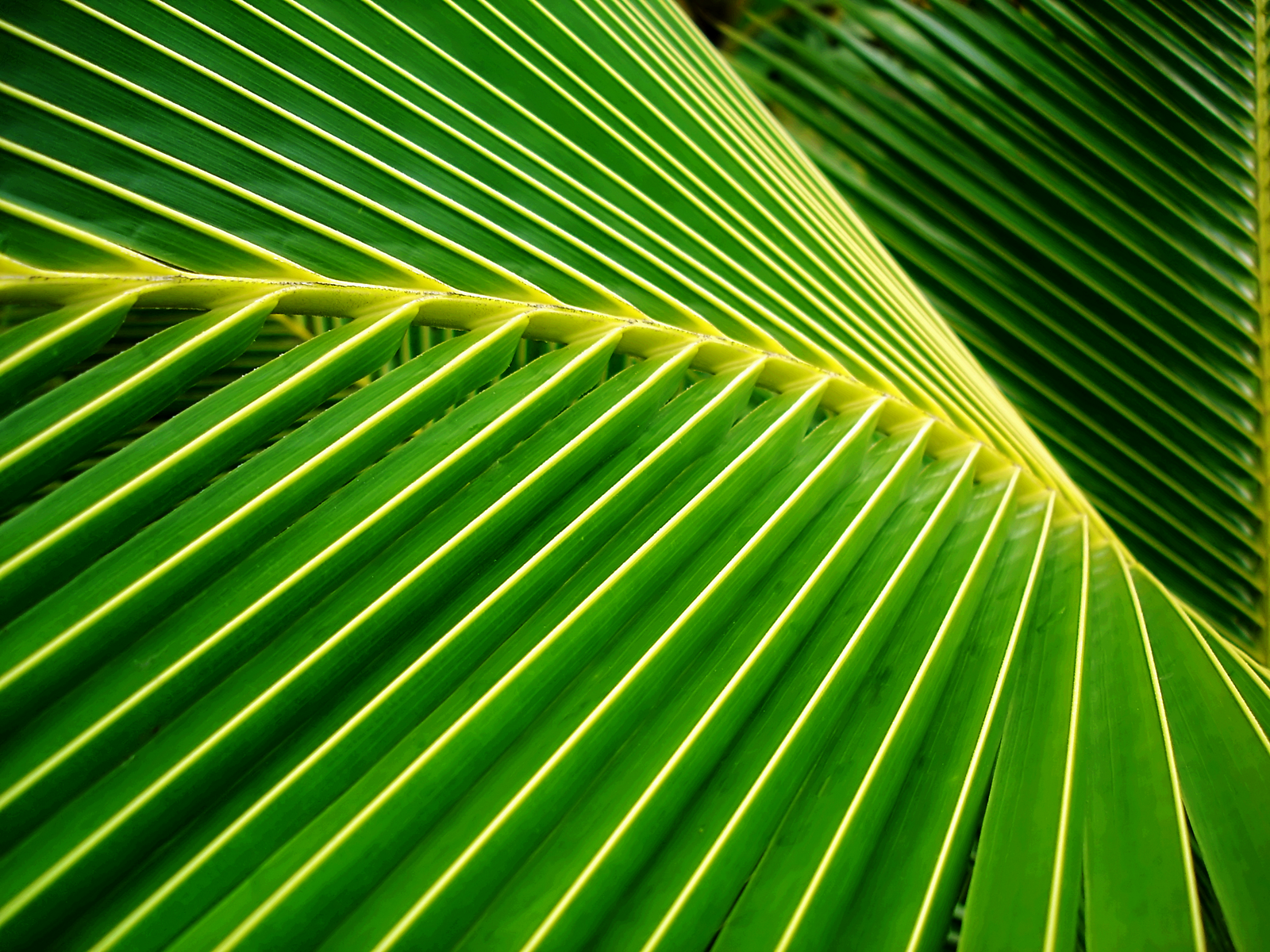 Big-Green-Palm-Leaves-WP-tangledwing